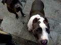 videos de So West Coast Presents Smoke Dogg Bullies.com