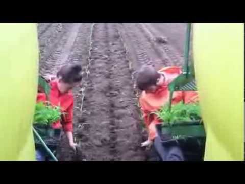 how to replant corn