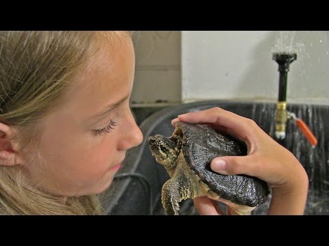 YouTube reptile video