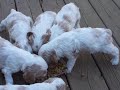 Cocker Spaniel Puppies 4 wks eating outside Cocker Spaniel Puppies 4 wks eating outside