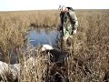 Saza de chanchas jabali con dogos en la costa del Samboronvo