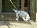 Border Collie video