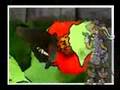 videos de ltmbeatz