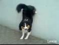 Lexus-on-the-wall