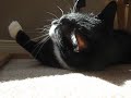 My Cat Whining Like a Baby!
