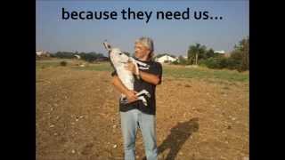 Pegasus - Horse and Donkey sanctuary
