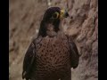 Peregrino