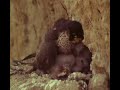 peregrino