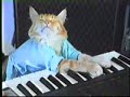 El Único Gato Tecladista