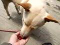 ジューンベリー(ザイフリボク)を食べる犬くん A dog eats juneberry