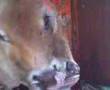 Two-headed-Indian-Cow