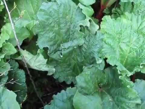 how to harvest rhubarb first year