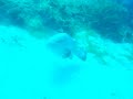 Plongée sous marine à Pors Cros