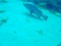 Plongée sous marine à Pors Cros