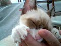 Camilo, o gatinho
