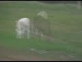 Albino Moose