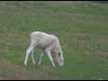 Albino Moose