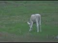 Albino Moose