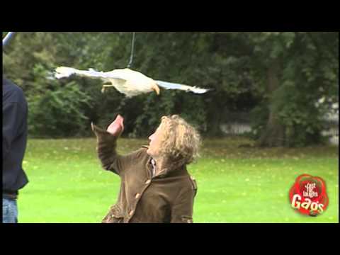 Bird Poop Attack