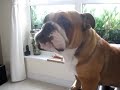 Los animales mas Divertidos y locos del mundo(2011...