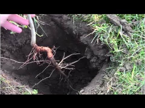 how to transplant loropetalum