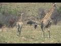 ODF Alliance Safari (hi-def)