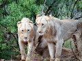 Lions, Phinda, South Africa