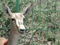 videos de Lake Aibi Basin, Xinjiang, China