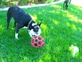 Dottie