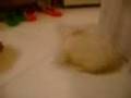 videos de Peripércias de Tutti