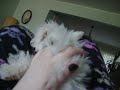 my maltese my maltese