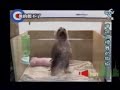 踊る犬動画