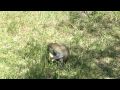 Monkey-steals-and-de