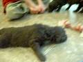Three week old chocolate Labradoodle puppies playing