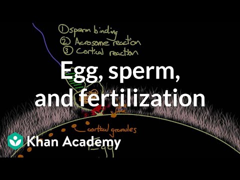 how to know if sperm fertilize the egg