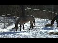 2008 Bay Roan Filly 2008 Bay Roan Filly