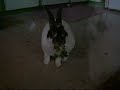 Rabbits love parsley!