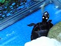 Chopper attacks.mov