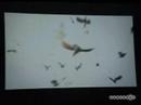 Resident Evil 5 Trailer