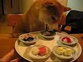 ??????? shiba eating sushi