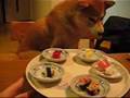 わんこ回転寿司 shiba eating sushi
