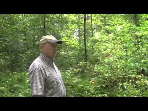 how to replant a cut christmas tree