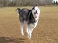 Mishka Fast n' Furrious Superspeed run