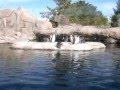 videos de zoo crew 2.0 the movie