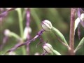 Biodiversità in Emilia-Romagna - 5° parte