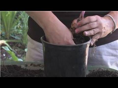 how to replant stargazers