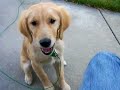 Molly giving paw