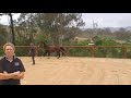 Bellhaven Carouse free jumping
