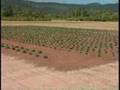 Plant Solutions for Conservation Needs / Environmental Video