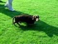 videos de maverick